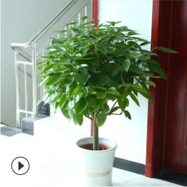 批發大型植物平安樹 幸福樹盆栽 平安樹室內四季常青花卉觀葉植物