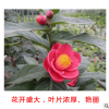 越南四季海棠 大葉越南抱莖茶花 鮑莖茶樹(shù)苗四季開(kāi)花基地批發(fā)嫁接