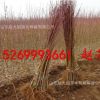 批發(fā)當(dāng)年結(jié)果黃金蜜桃樹苗嫁接黃金蜜1234號(hào)黃桃苗早中晚成熟品種
