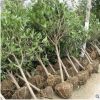 潔苒種植場專業(yè)批發(fā)桂花 天然清香健康環(huán)保 綠化苗木