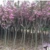 櫻花綠化苗木 種植場專業(yè)生產(chǎn)量大從優(yōu)質(zhì)量保障觀賞性高