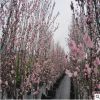 園藝場(chǎng)家供應(yīng)龍柱碧桃 長(zhǎng)期銷售龍柱碧桃