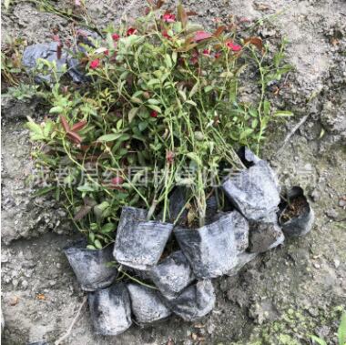 豐花月季 庭院綠化觀花月季花 盆栽花卉植物陽(yáng)臺(tái)庭院