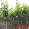 精品金葉榆基地批發(fā) 工程綠化苗木 彩葉行道風(fēng)景樹(shù)