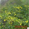苗圃批發(fā)迎春小苗 春季綠化花木園林觀(guān)賞花卉常綠灌木 迎春花樹(shù)苗
