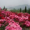 基地直銷(xiāo)衛(wèi)矛小苗 工程綠化膠東衛(wèi)矛球 籬笆樹(shù)苗 衛(wèi)矛床苗批發(fā)
