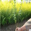 基地直銷(xiāo)金葉女貞小苗 彩色綠化苗木 工程用苗 金葉女貞苗批發(fā)