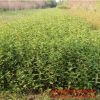 批發(fā)紅王子錦帶小苗 園林綠化苗木色塊綠籬常綠灌木 紅王子錦帶
