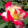 批發(fā)盆栽紅雙喜月季花 室內(nèi)室外紅雙喜月季花苗木 紅雙喜月季苗