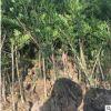 批發(fā)出售地徑2公分左右羅漢松苗 地栽羅漢松 帶土球苗高1米以上