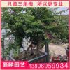 黃色三角梅盆栽 三角梅綠化工程 庭院室內綠化觀花植物