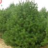 山陽縣峰發(fā)苗木種植白皮松 單品主打