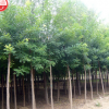 山陽縣峰發(fā)苗木種植國槐
