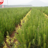 山陽縣峰發(fā)苗木種植油松
