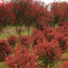 山陽縣峰發(fā)苗木種植紅葉石楠