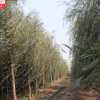 山陽縣峰發(fā)苗木種植垂柳