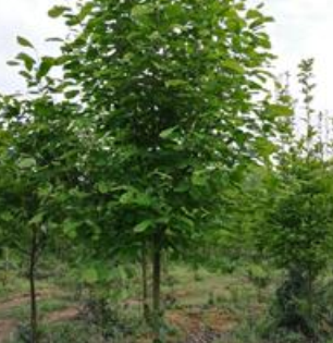 征地低價拋售，移栽紫玉蘭，地徑3-8公分，價格電議