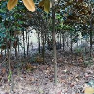 征地低價拋售，移栽廣玉蘭，地徑3-8公分，價格電議