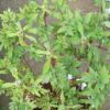 盆栽牡丹 室內花卉 綠植盆栽 家庭庭院觀賞 牡丹花苗 各系類牡丹