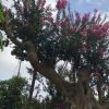 福建紫薇盆景基地直銷(xiāo) 紫薇樹(shù)樁 嫁接紫薇 造型紫薇出售 造型系