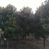 紅楓、七葉樹、雞爪槭。