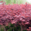 美國(guó)紅楓