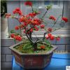 批發日本海棠盆栽 盆栽花卉 室內植物 觀花植物 包成活 花卉