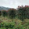 福建地區供應紅葉石楠柱