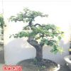 木瓜