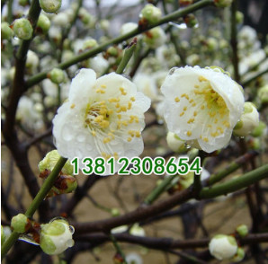基地直銷 苗圃直銷優(yōu)質(zhì)紅梅綠梅 庭院觀花植物 當(dāng)年開(kāi)花 花期長(zhǎng)