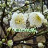 基地直銷 苗圃直銷優質紅梅綠梅 庭院觀花植物 當年開花 花期長