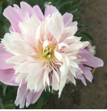 菏澤鮮花基地批發新品種觀賞花卉芍藥苗 帶土球優質種子成活率高