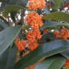 浙江三米五上狀元紅丹桂急售
