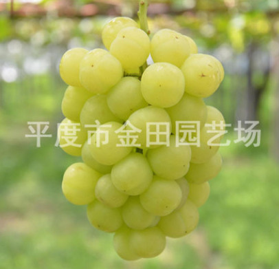 金田園藝 瀬戸ジャイアンツ 葡萄苗