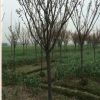 紅葉李50公分一下開丫