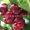 供應(yīng) 大櫻桃苗 美早7144-6 煙臺大櫻桃苗 品種齊全