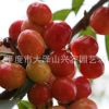廠家供應(yīng) 紅燈大櫻桃苗 各種果樹苗 欲購從速