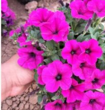 山東青州苗圃批發銷售草花垂吊牽牛 品種純正 花色艷麗 綠化專供