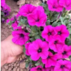 山東青州苗圃批發(fā)銷售草花垂吊牽牛 品種純正 花色艷麗 綠化專供