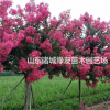 山東紫薇百日紅丨諸城青島紫薇丨日照三紅紫薇報價