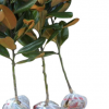 廣玉蘭 15cm 10cm 庭院植物 工程綠化庭院花卉樹(shù)木 玉蘭樹(shù)miao