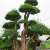 白蠟 造型白蠟 樹(shù)樁 廠家直銷 庭院 園林景觀樹(shù) 工程綠化用樹(shù)