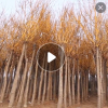 綠化黃金槐 大量供應(yīng) 金枝槐 黃金槐樹(shù) 金葉槐 庭院道路行道樹(shù)