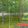 白蠟樹(shù)苗價(jià)格 綠化工程 規(guī)格齊全 優(yōu)質(zhì)白蠟樹(shù)苗銷售 速生白蠟樹(shù)
