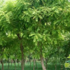 國(guó)槐樹(shù)苗 速生綠化工程國(guó)槐苗 規(guī)格全 國(guó)槐樹(shù)園林造景樹(shù)