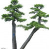 造型景觀樹(shù)批發(fā) 造型小葉女貞樹(shù) 造景綠化樹(shù) 別墅小區(qū)設(shè)計(jì)工程