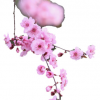 美人梅樹(shù)木出售 工程綠化樹(shù)木榆葉梅 庭院盆栽梅花樹(shù)木嫁接 直銷