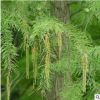 水利工程綠化苗 落羽杉 水杉 池杉 規格齊全 道路綠化 小區綠化