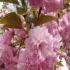 批發嫁接櫻花苗 重瓣櫻花樹苗 日本櫻花樹苗 庭院觀花植物