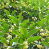 低價供應綠化苗木桂花樹花木農戶自家花場直銷寵物及園藝園林